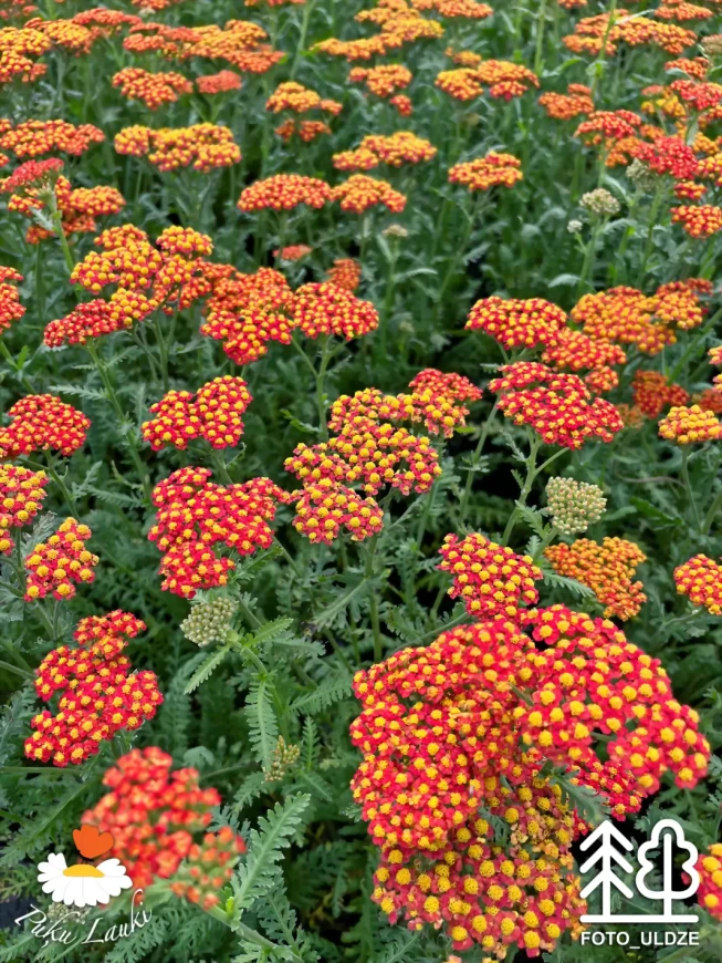 Achillea   'Safran'